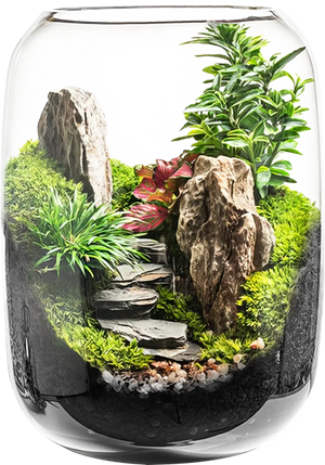 A healthy Calmyr terrarium