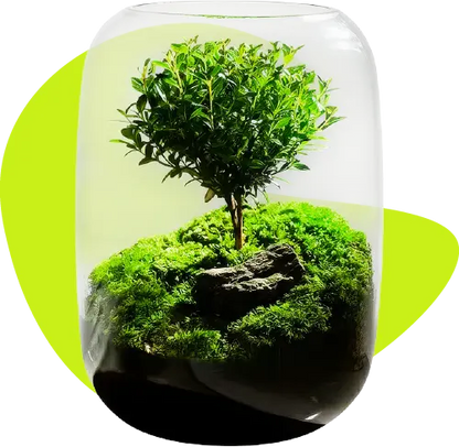 calmyr™ Terrariums (Copy)